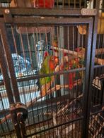 Dwergpapegaai, Mannelijk, Dwergpapegaai of Agapornis