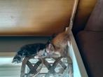 Schitterende kittens zijn op zoek naar jou, Dieren en Toebehoren, Katten en Kittens | Overige Katten, Meerdere dieren