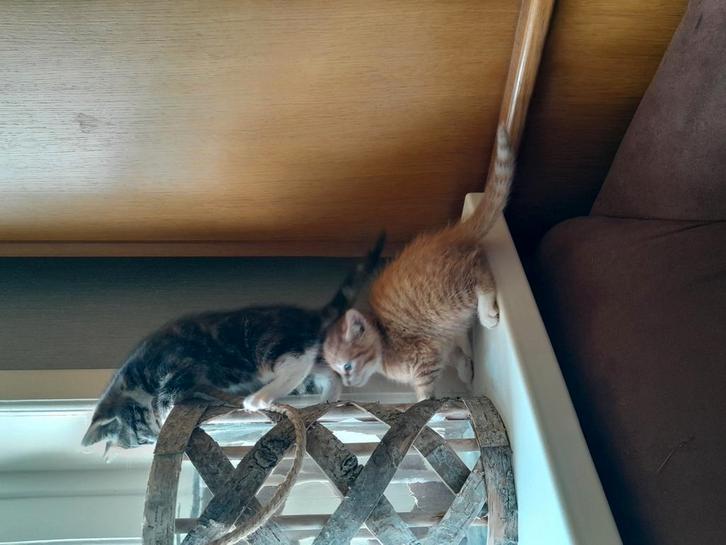 Schitterende kittens zijn op zoek naar jou, Dieren en Toebehoren, Katten en Kittens | Overige Katten, Meerdere dieren