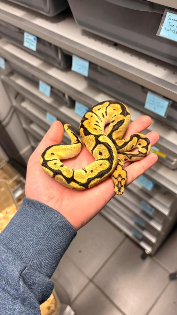 1.0 fire spotnose clown ball python Ball Python - male for sale from KAS