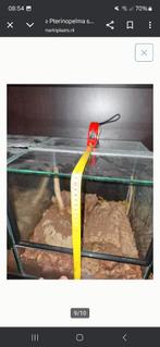 Pterinopelma sazimai female.  Alleen ophalen ik verzend niet, Dieren en Toebehoren, Insecten en Spinnen, Spin of Schorpioen