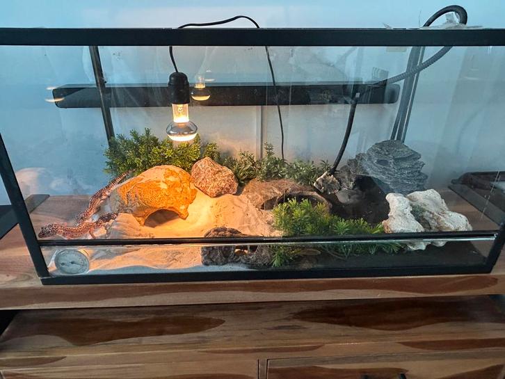 2 Luipaardgekko’s met terrarium en toebehoren., Dieren en Toebehoren, Reptielen en Amfibieën | Toebehoren, Zo goed als nieuw, Ophalen
