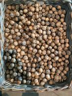 Walnoten 3,50/kilo, Diversen, Ophalen