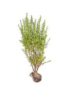 Haagliguster (Ligustrum ovalifolium) - Kluit, Tuin en Terras, Ophalen of Verzenden, Liguster, Haag, 100 tot 250 cm