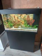 Aquarium Juwel Rio 125 met onderkast, Dieren en Toebehoren, Vissen | Aquariumvissen, Vis, Zoetwatervis