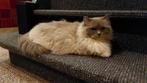 Ragdoll kittens verwacht. Met stamboom., Meerdere dieren, Met stamboom, 0 tot 2 jaar