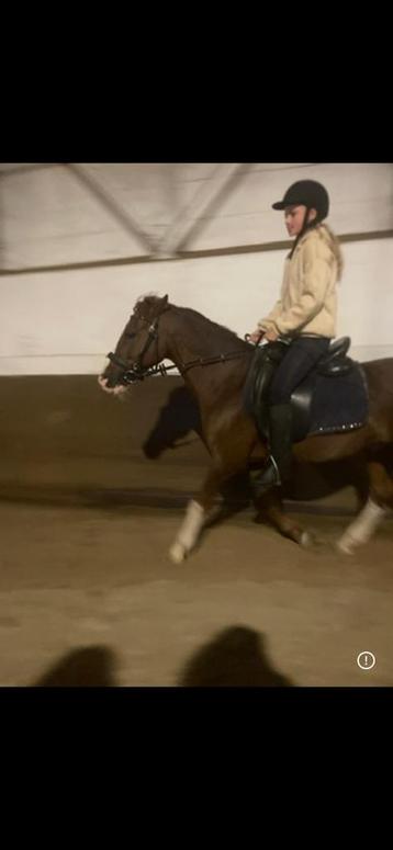 Verzorger aangeboden! beschikbaar voor biedingen