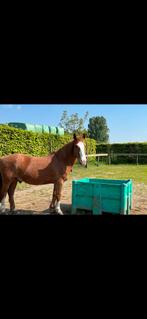 Pension pensioen plek gezocht voor D pony, Stalling, 1 paard of pony