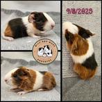 Gladhaar zeugje, Dieren en Toebehoren, Knaagdieren, Cavia, Augustus, Vrouwelijk, Tam
