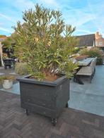 Oleander in houten bak op wieltjes, Vaste plant, Halfschaduw, Zomer, Ophalen