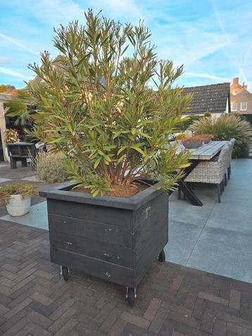 Oleander in houten bak op wieltjes  beschikbaar voor biedingen