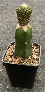 Cactus, Encephalocarpus, Huis en Inrichting, Kamerplanten, Ophalen of Verzenden, Cactus, Volle zon, Minder dan 100 cm