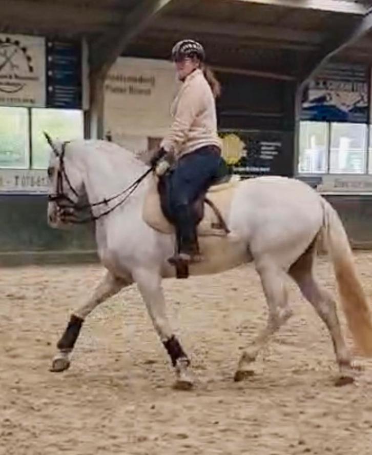 Verzorger gezocht!, Dieren en Toebehoren, Paarden en Pony's | Overige Paardenspullen, Nieuw, Dressuur, Ophalen of Verzenden
