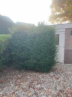 Taxus Baccata - Ideaal voor hagen!, Tuin en Terras, Ophalen, Bloeit niet, Halfschaduw, Overige soorten
