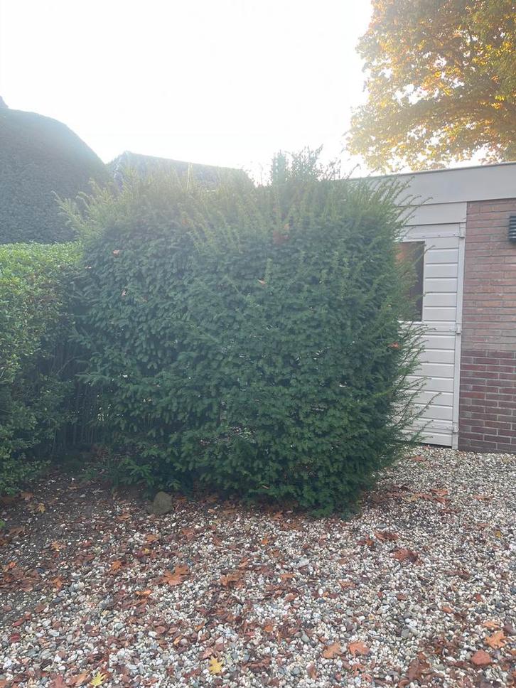 Taxus Baccata - Ideaal voor hagen!, Tuin en Terras, Planten | Bomen, Overige soorten, 100 tot 250 cm, Halfschaduw, Bloeit niet