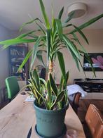 Yucca Huiskamerplant - 120cm, Ophalen, 100 tot 150 cm, Halfschaduw, In pot
