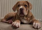 American Bully Xl Pup, Overige rassen, 8 tot 15 weken, Teef, Parvo
