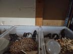 Voer ratten te koop, Dieren en Toebehoren, Overige soorten, 0 tot 2 jaar