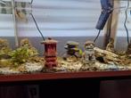 Superfish 80L incl vissen, meubel en toebehoren, Ophalen, Gebruikt, Gevuld zoetwateraquarium