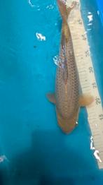 6 koi's chagoi, sanke, shiro, kohaku, Showa, goshiki, Dieren en Toebehoren, Vissen | Vijvervissen, Karper of Koi
