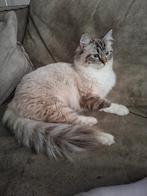 Lieve 2 jarige Ragdoll fokpoes aangeboden, Dieren en Toebehoren, Poes, Gechipt