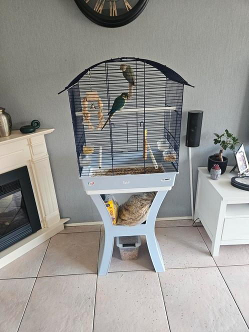 Phyrrhura 2 pop 4 maanden oud, Dieren en Toebehoren, Vogels | Overige Vogels