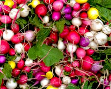 Radijs Easter Eggs beschikbaar voor biedingen