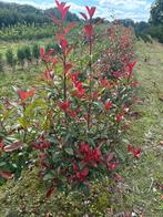 Photinia carre rouge smal groeiende glansmispel 80-100-125, Ophalen, Laurier
