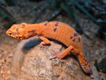 High end luipaardgekko kweekgroep beschikbaar voor biedingen