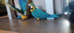 Blauw gele ara baby's, Dieren en Toebehoren, Meerdere dieren, Papegaai, Geringd