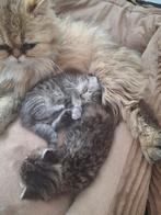 Perzische langhaar kittens