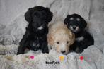 Mooie kruising labradoodle pups, medium., Nederland, Parvo, Overige rassen, 8 tot 15 weken
