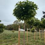 Catalpa nana., Tuin en Terras, Planten | Bomen, Overige soorten, 250 tot 400 cm, Zomer, Ophalen