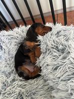 Ruwhaar/gladhaar dwergteckel x kaninchen teckel pups, Dieren en Toebehoren, Honden | Teckels en Dashonden, CDV (hondenziekte)