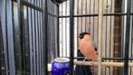 Goudvink man 2024, Dieren en Toebehoren, Mannelijk, Wildzangvogel, Geringd