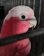 Tamme Rose kaketoe man 4 jaar oud met kooi en toebehoren!, Mannelijk, Papegaai