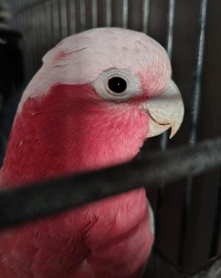 Tamme Rose kaketoe man 4 jaar oud met kooi en toebehoren!, Dieren en Toebehoren, Vogels | Parkieten en Papegaaien, Papegaai, Mannelijk