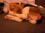 Sweet beagle pup, Dieren en Toebehoren, Honden | Beagles, Bassets en Lopende honden, Beagle, Reu, 8 tot 15 weken, Eén hond