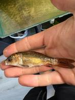 Ghost koi brons en ghost koi silver, Karper of Koi