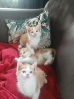 jonge poesjes / kittens / katertjes, Dieren en Toebehoren, Katten en Kittens | Overige Katten, Kater, Kortharig, 0 tot 2 jaar