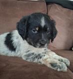 Stabij pups, Dieren en Toebehoren, Honden | Niet-rashonden, 8 tot 15 weken, Meerdere, Meerdere dieren, Middel