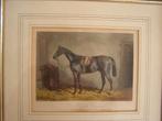 gravure Engels paard, winnaar steeple chase  1849 ingelijst, Ophalen of Verzenden
