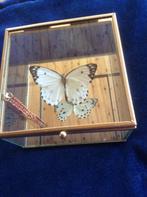 vlinder in vitrine, Verzamelen, Dierenverzamelingen, Ophalen, Nieuw, Insect, Opgezet dier