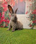 Prachtige Vlaamse reuzen babys in zeldzame kleur, Meerdere dieren, Groot, 0 tot 2 jaar