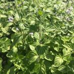 Blauwe bergsteentijm (Calamintha nepeta ssp. nepeta) Bio, Tuin en Terras, Planten | Tuinplanten, Volle zon, Vaste plant, Ophalen of Verzenden