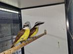 Koppel grote Kiskadie | Unieke vogel | Goede zangvogel, Dieren en Toebehoren, Meerdere dieren, Wildzangvogel, Geringd