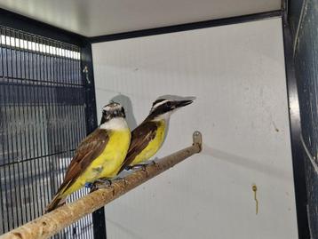Koppel grote Kiskadie | Unieke vogel | Goede zangvogel beschikbaar voor biedingen