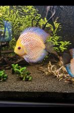 Te koop Discus vis  White leopard, Dieren en Toebehoren, Vissen | Aquariumvissen, Vis