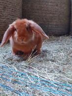 jonge Nederlandse hangoordwerg, Dieren en Toebehoren, Konijnen, Vrouwelijk, Dwerg, Hangoor, 0 tot 2 jaar