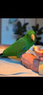 Lieve jonge edelman, Dieren en Toebehoren, Mannelijk, Papegaai, Tam